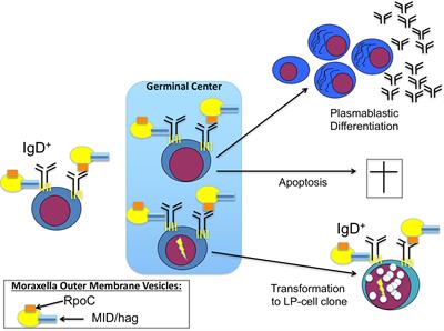 Role of Specific B-Cell Receptor Antigens in Lymphomagenesis